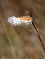 Milkweed pod