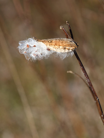 Milkweed pod