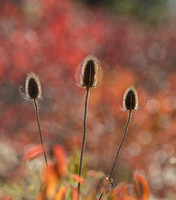 Teasle