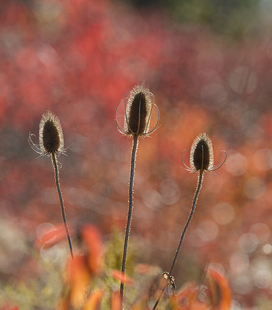 Teasle