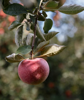 Fall harvest