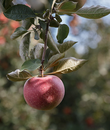 Fall harvest