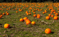 Pumpkin patch