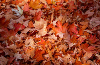 Fall