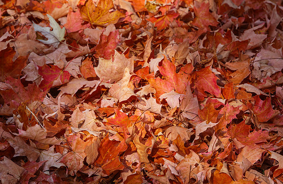 Fall