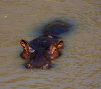 Africa 2009