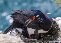 Antarctica 2014