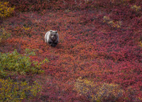 Alaska - Denali 2008
