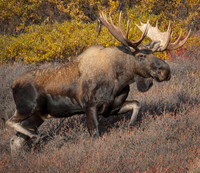 Alaska - Denali 2008