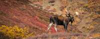 Alaska - Denali 2008