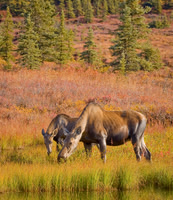 Alaska - Denali 2008