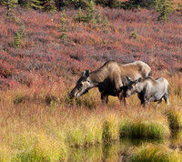 Alaska - Denali 2008