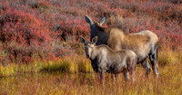 Alaska - Denali 2008