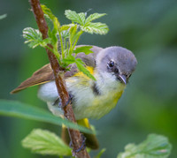 Birds