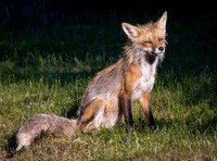 Mammals
