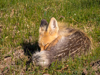 Mammals