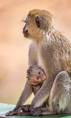 Black Faced Vervet and baby 2015