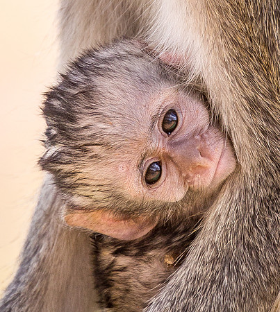 Black Faced Vervet baby 2015