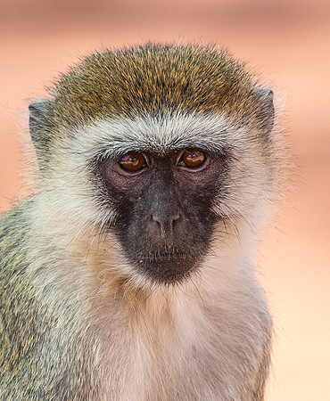 Black Faced Vervet 2015