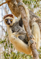 Verreaux Sifaka Lemur