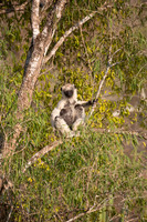 Verreaux Sifaka Lemur