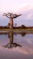 The Baobab Tree