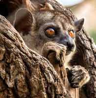 Western Wooly Lemur