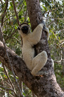 Verreaux Sifaka Lemur