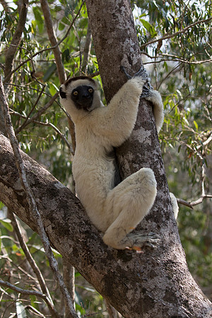 Verreaux Sifaka Lemur