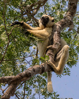Verreaux Sifaka Lemur