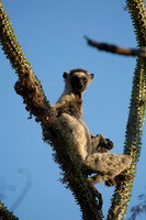 Verreaux Sifaka Lemur