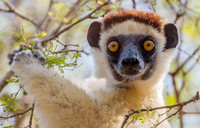 Verreaux Sifaka Lemur