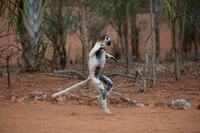 Verreaux Sifaka Lemur