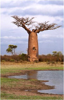 The Baobab Tree
