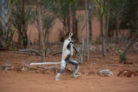 Verreaux Sifaka Lemur