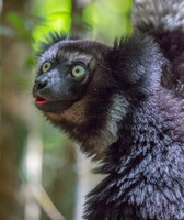 Indiri Lemur