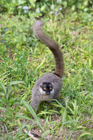 Brown Lemur