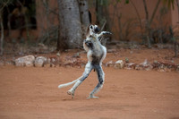 Verreaux Sifaka Lemur