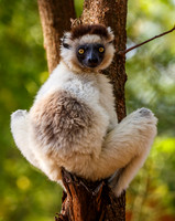 Verreaux Sifaka Lemur