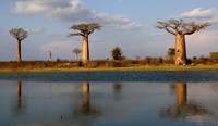 The Baobab Tree