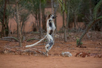 Verreaux Sifaka Lemur
