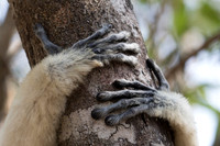 Verreaux Sifaka Lemur