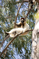 Verreaux Sifaka Lemur