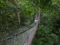 Walking in the Cloud Forest