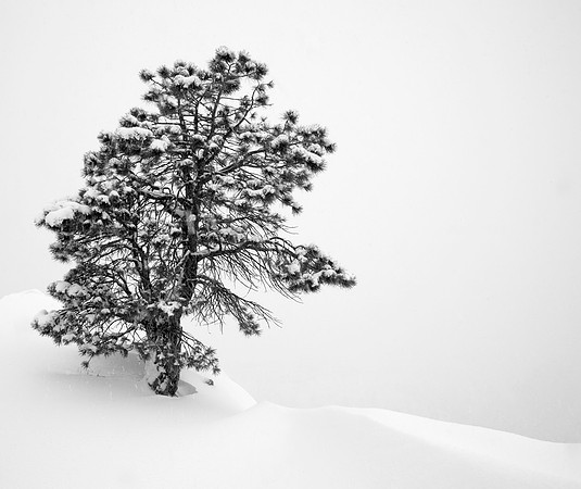 Lone Tree