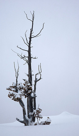 Survivor