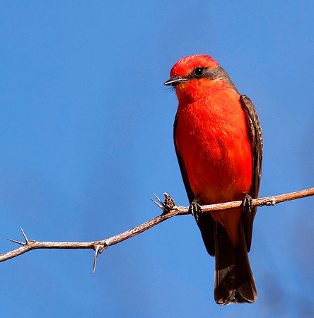 Vermillion Flycatcher