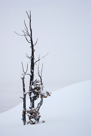 Survivor