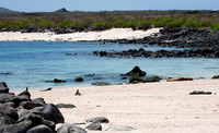 A Marine Iguana's Life