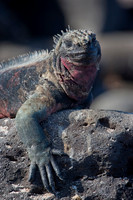 A Marine Iguana's Life